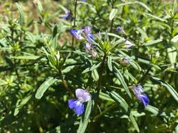 Image result for Landolphia cuneifolia