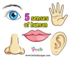 الحواس الخمسة للاطفال بوربوينت in 2021 5 senses of human 5 sense senses