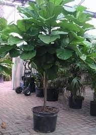 Fiddle Leaf Fig Tree Great Indoor And Outdoor Plant Plants Outdoor Plants Fiddle Leaf Fig Tree