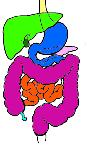 Functions of the digestive system coloring workbook. Digestive System Coloring