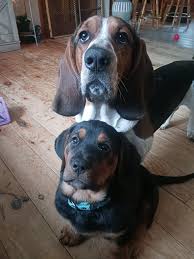 Image result for basset hound