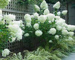 Comment Reussir Un Petit Jardin Blanc Et Vert En Utilisant Feuillages Fleurs Et Accessoires Et Creer Ainsi Un Espace A L Jardins Blancs Jardins Jardin Facile