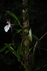 Image result for Lindackeria fragrans