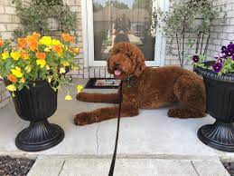 Find standard poodles for sale on oodle classifieds. Araeah S Red Standard Poodles