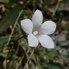 Image result for Wahlenbergia huttonii