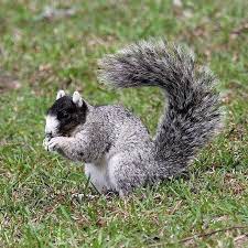 Fox Squirrel Playa All Over Our Back Yard Fox Squirrel Animals Beautiful Animals Wild