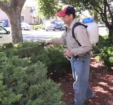 San francisco ca, city guide. San Francisco Pest Control Diamond Certified