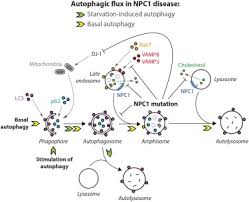 Type a, type b, type c1. Impaired Autophagy In The Lipid Storage Disorder Niemann Pick Type C1 Disease Sciencedirect