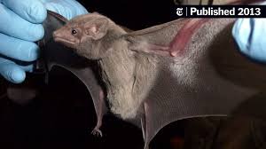 Sugar gliders are actually legal to own in utah and have been. Mystery Virus That S Killed 47 Is Tied To Bats In Saudi Arabia The New York Times