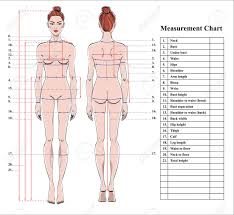 View, isolate, and learn human anatomy structures with zygote body. Female Body Chart Zerse