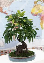 Store bambou exterieur leroy merlin. Bonsai Ficus En Pot Ceramique Ovale Bleu Plante Artificielle Ligne Deco H 41cm Leroy Merlin