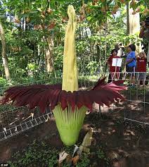 Stop and smell the corpse flower: One Plant You Definitely Won T Want To Smell Corpse Flower That Has Odour Like Rotten Flesh Captured In Full Bloom In Indonesia Corpse Flower Plants Corpse Flower Bloom