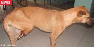 Singapore Community Cats: Dog's hind leg chopped off