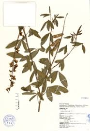 Image result for Crotalaria micans