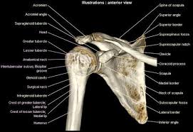 3d Model Of The Gleno Humeral Joint Anatomy Of The Scapula Humerus And Clavicle Shoulder Joint Anatomy Human Skeleton Anatomy Scapula