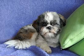 We did not find results for: Shih Tzu News 2019 2018 Shih Tzu News Magnolia Gardens