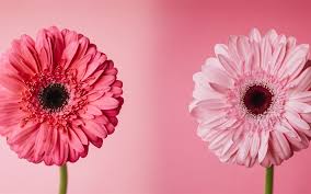 خلفيات وردي صور باللون الزهرى للشاشه احبك موت