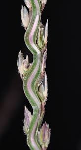 Image result for Digitaria procurrens