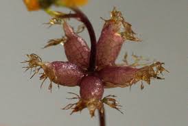Image result for Utricularia stellaris