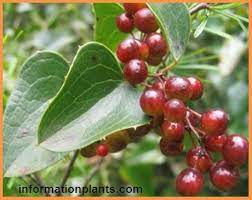 انواع الفشاغ قوائم النبات قوائم النبات انواع الاسماك مع الصور معلوماتية نبات حيوان اسماك فوائد fruit