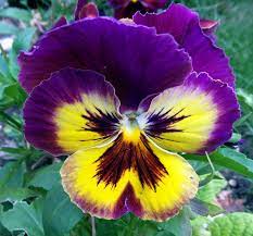 Pansy Close Up Google Search Pansies Flowers Pansies Beautiful Flowers