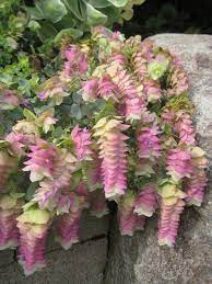 Kirigami Oregano 50 Seeds Ornamental Oregano Trailing Oregano Plants Planting Flowers Beautiful Flowers