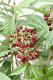 Image result for Coffea schliebenii