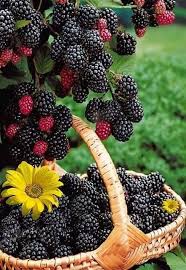 Pin On Maravillosa Nutricion