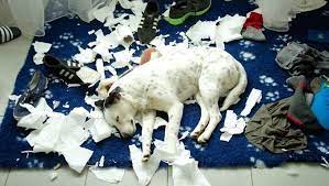 How To Stop Dogs From Destructive Chewing Dogtime
