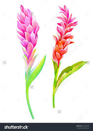 Red Ginger Flower Costa Rica Ginger Flower Flower Drawing Tropical Flower Tattoos