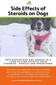 Months Ago When Maggie S Mom Came To Us She Was Looking To Help Maggie With Ibd Flares Simple Eh We Recommended Our Ibd Support N Natural Pet Old Dogs Dogs