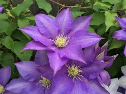 Клематис (сорт angela) патио раннецветущий. How To Care For Clematis Goodstuffathome