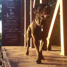 mandy hedberg on instagram it s not an easy life being a dog trainer s dog but my boy learning terrapaws canecorso dog trainer boys learning cane corso