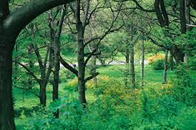 We did not find results for: Boston Arnold Arboretum