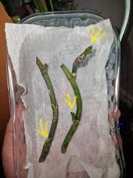 Image result for orchid cuttings