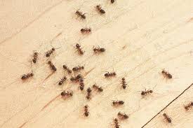 Choose to sprinkle a powder bait. Using Liquid Ant Bait To Control Ants