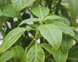 Es handelt sich um eine psychoaktiv wirkende salbeiart. Salvia Divinorum Aztekensalbei