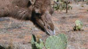 N how long can you go without food and water?, we learned that humans can last only three to five days without any water in temperate conditions. Camels Eating Cactus Youtube