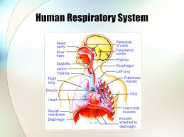 Check spelling or type a new query. Human Respiratory System How It Works The Simple Task Of The Respiratory System Is To Supply The Blood Cells With Oxygen Ppt Download