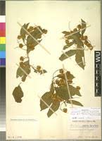 Image result for Combretum padoides