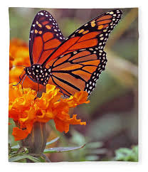 The most common flower butterfly mat material is polyester. Monarch Butterfly And Marigold Flower Fleece Blanket For Sale By Kay Novy