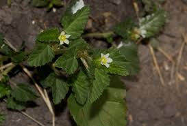 Image result for Melochia corchorifolia