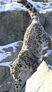 Getsus Natural Home Is In The Snowy Mountains To The West Of Merevale In Quite A Few Of My Stories In 2020 Snow Leopard Animals Wild Animals