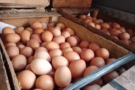 We did not find results for: Pekan Kedua Ramadhan Harga Ayam Broiler Turun Radar Lamsel