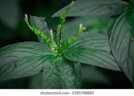 Image result for Loganiaceae