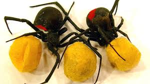 Female black widows put eggs in silk egg sacs that have a diameter of about ⅜ inches to ½ inches. Does Bug Spray Kill Spider Egg Sacs Ebook
