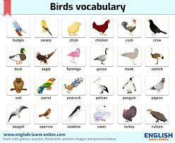 Birds That Start With A Vowel Birds Vocabulary In English English Vocabulary Vocabulary Vocabulary Pictures
