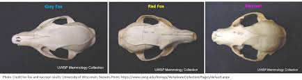 Did you scroll all this way to get facts about domestic cat skull? Discover This Skull Identification