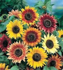 Autumn Beauty Sunflower Helianthus Annuus 20 Seeds Butterfly Host Plant Easy To Grow Planting Sunflowers Giant Sunflower Dwarf Sunflowers