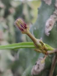 Image result for Ceropegia schultzei